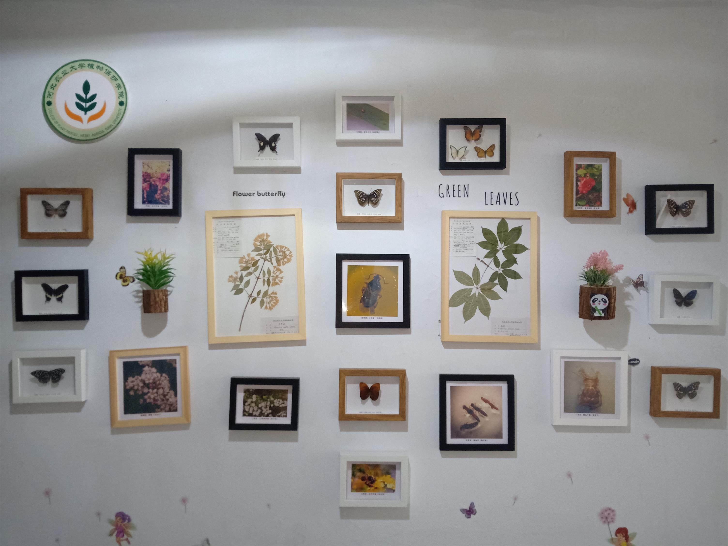 走进特色植保,展现专业魅力,永利yl23411积极开展学生宿舍文化装饰工作 (1).jpg 走进特色植保,展现专业魅力,永利yl23411积极开展学生宿舍文化装饰工作 (1).jpg